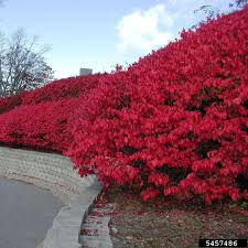 Burning Bush Plant Euonymus alatus | 1-2 Yr Old Live Shrub with Strong Roots