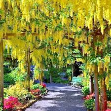 Golden Chain Tree Seeds (Laburnum anagyroides) – 10 Seeds, Wisteria-Like Golden Blooms, Zones 5-7
