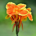 Canna Lily Pretoria Bengal Tiger - 1 Live Bulb | Orange Variegated Tropical Flower, 4-6 ft