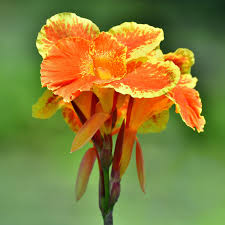 Canna Lily Pretoria Bengal Tiger - 1 Live Bulb | Orange Variegated Tropical Flower, 4-6 ft