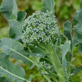 Broccoli Green Sprouting Calabrese Seeds | Heirloom Italian Variety, 1g (Approx. 300 Seeds)