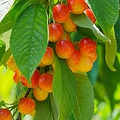 Royal Ann Cherry Tree Scion Cuttings - 3 Fresh Grafting Cuttings for Containers