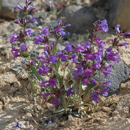Penstemon wilcoxii Seeds - Wilcox's Penstemon (100mg) Native Perennial Wildflower