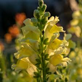 Antirrhinum majus Liberty Yellow Snapdragon Seeds – 1000+ Seeds for Garden & Cut Flowers
