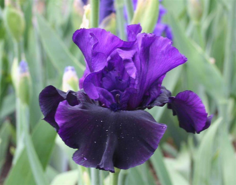 Bearded Iris Midnight Treat - Purple & Black Ruffled Blooms, Bare Root Rhizome, Award-Winning