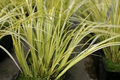 Golden Variegated Sweet Flag Grass (Acorus gramineus 'Ogon') - Starter Plant, Potted Aquatic Pond Plant