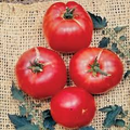 German Johnson Tomato Seeds - Non-GMO Heirloom, Indeterminate, Large Pink