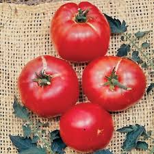 German Johnson Tomato Seeds - Non-GMO Heirloom, Indeterminate, Large Pink