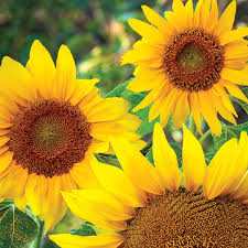 Dwarf Sunspot Sunflower Seeds (1g) - Helianthus annuus, Compact Golden Blooms