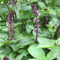 Cinnamon Basil Seeds - Heirloom, Non-GMO | 18-30 Inches Tall, 65 Days
