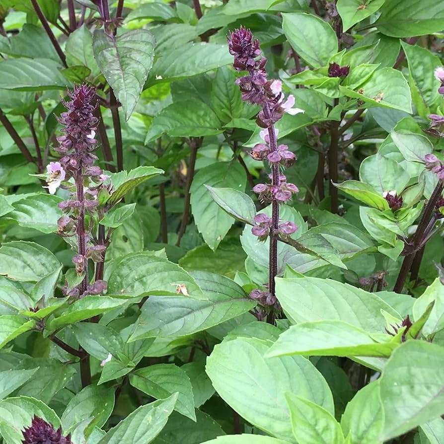 Cinnamon Basil Seeds - Heirloom, Non-GMO | 18-30 Inches Tall, 65 Days