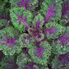 Red Russian Kale Seeds - Non-GMO, Cold-Tolerant, Purple Stems