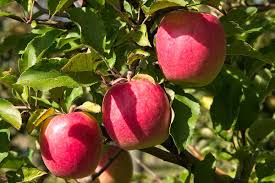 Pink Lady Apple Scions - 5" Organic Non-GMO Cutting for Grafting