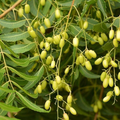 Neem Tree Seeds Azadirachta indica - 10 Seeds, USDA Zones 10-12, Full Sun