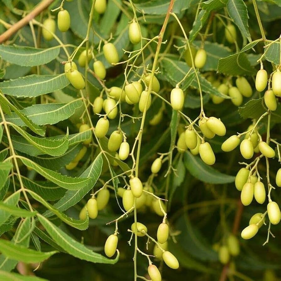 Neem Tree Seeds Azadirachta indica - 10 Seeds, USDA Zones 10-12, Full Sun