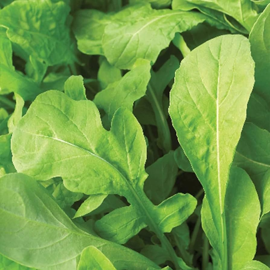 Astro Arugula Seeds - Heirloom, Non-GMO | 40 Days to Harvest | Zones 3-9