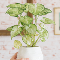 Syngonium podophyllum 'White Butterfly' - 7" Unrooted Cutting | Arrowhead Plant