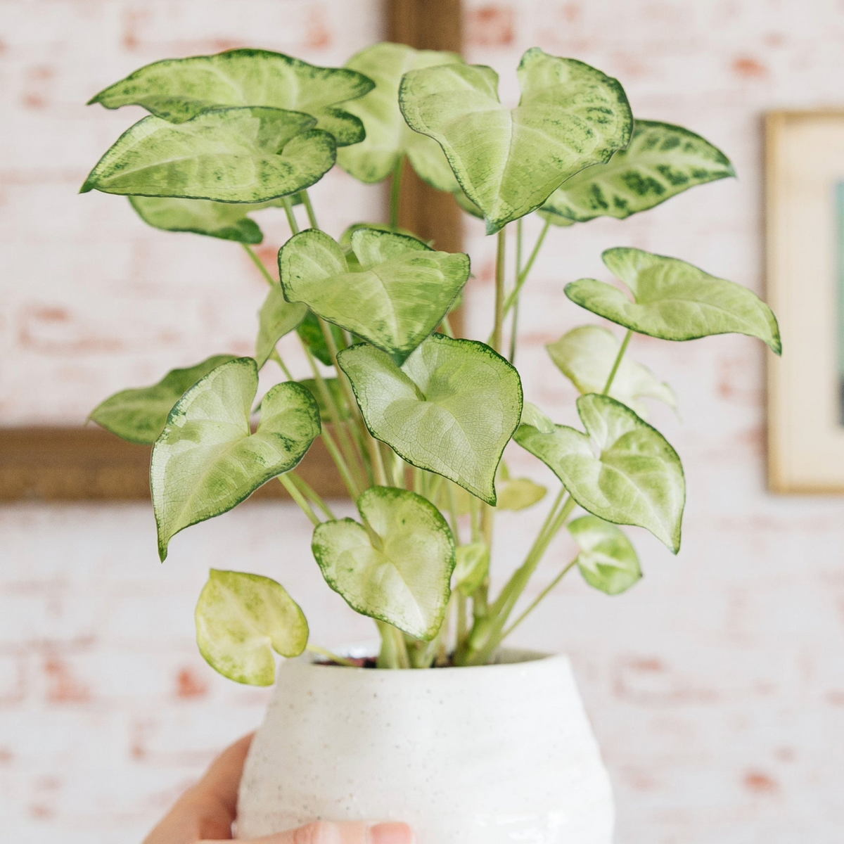 Syngonium podophyllum 'White Butterfly' - 7" Unrooted Cutting | Arrowhead Plant