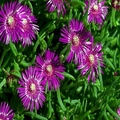 Delosperma cooperi Ice Plant Seeds - Hardy Succulent Ground Cover, Magenta Flowers (20 Seeds)