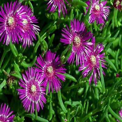Delosperma cooperi Ice Plant Seeds - Hardy Succulent Ground Cover, Magenta Flowers (20 Seeds)