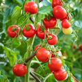 Tiny Tim Tomato Seeds - Heirloom, Non-GMO, 1" Fruit, 55 Days - 3-10