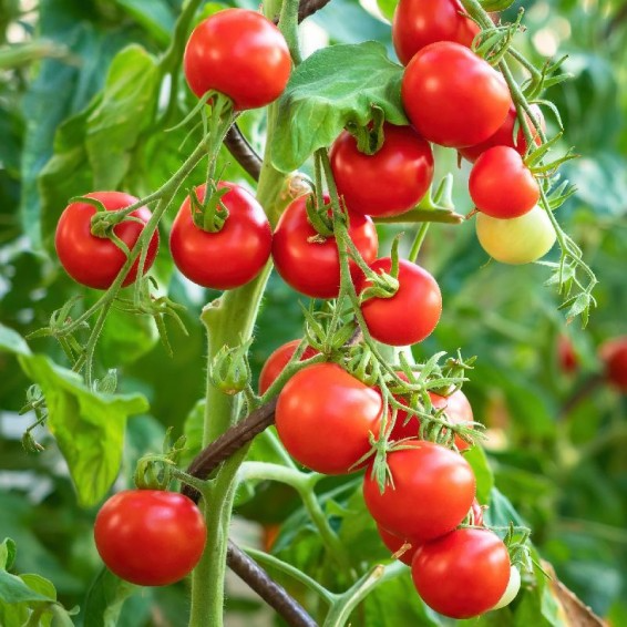 Tiny Tim Tomato Seeds - Heirloom, Non-GMO, 1" Fruit, 55 Days - 3-10