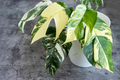 Epipremnum Pinnatum Albo Variegata Rooted Cutting | Rare Variegated Pothos Starter Plant