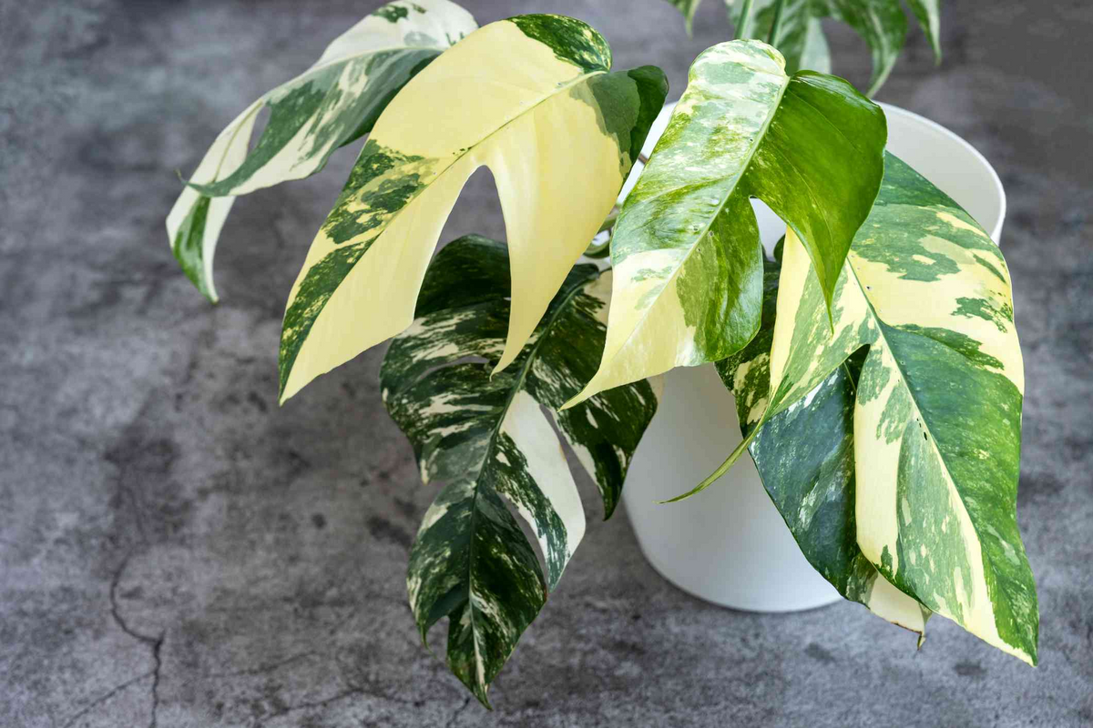 Epipremnum Pinnatum Albo Variegata Rooted Cutting | Rare Variegated Pothos Starter Plant