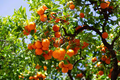 Satsuma Mandarin Orange Tree Seedling - 4-10" Live Citrus Seedling, Cold Hardy, Fast Growing