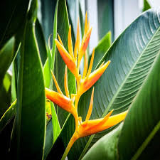 Mayan Gold Heliconia Seeds (H. champneana) - 5 Premium Seeds, Lobster Claw Flower