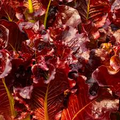 Red Salad Bowl Lettuce Seeds - 1000 seeds, Heirloom Lactuca sativa, Deep Red Oakleaf, Non-GMO
