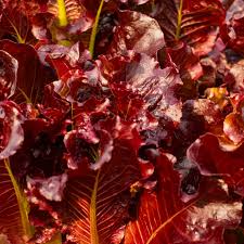 Red Salad Bowl Lettuce Seeds - 1000 seeds, Heirloom Lactuca sativa, Deep Red Oakleaf, Non-GMO
