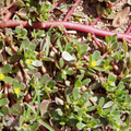 Red Purslane Seeds - Portulaca oleracea, Edible Succulent - 2000 Seeds