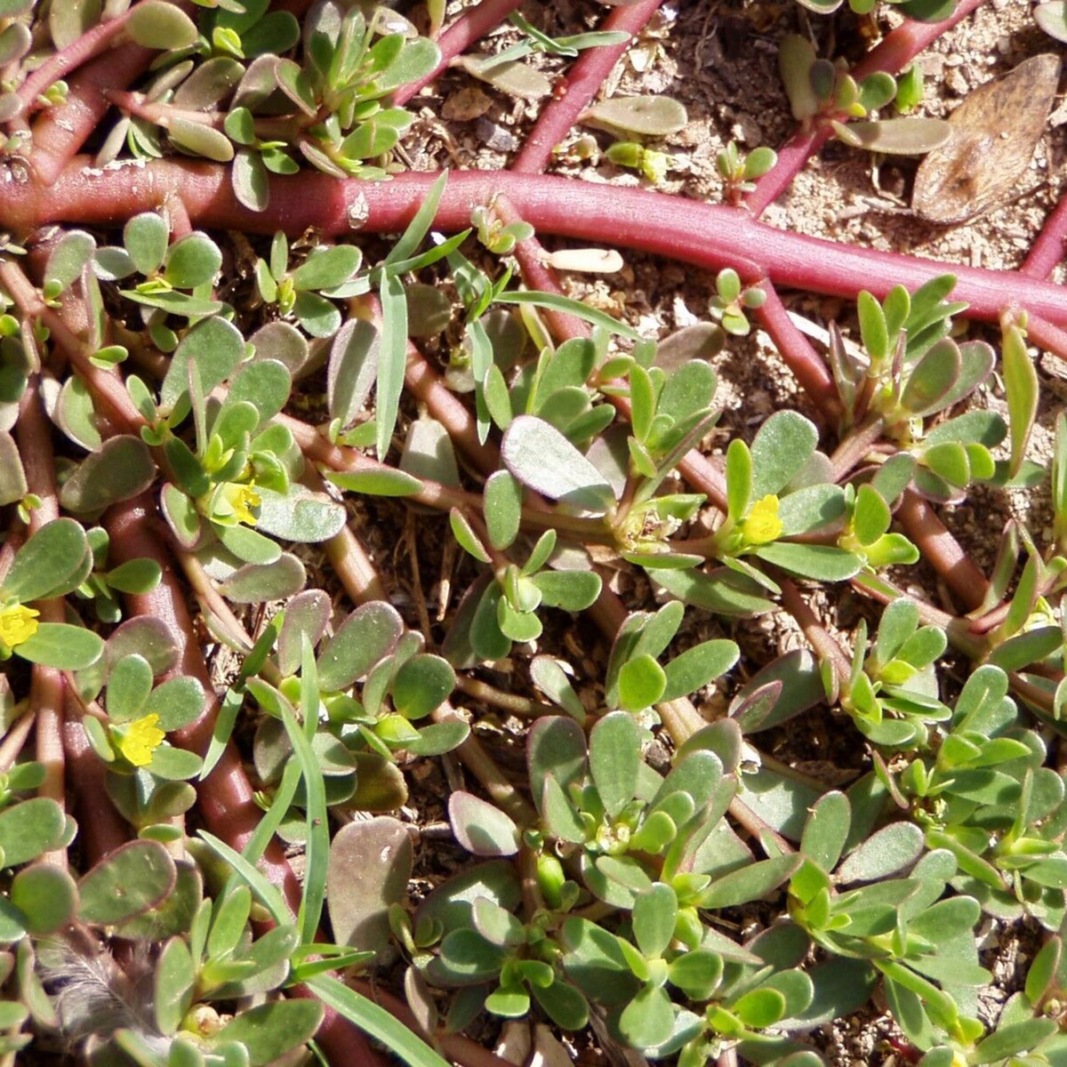 Red Purslane Seeds - Portulaca oleracea, Edible Succulent - 2000 Seeds