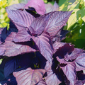 Perilla Red Aka Shiso Seeds - Perilla frutescens, 500mg, Non-GMO