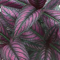 Strobilanthes dyerianus Persian Shield Live Plant - 4" Tall, Heat & Drought Tolerant