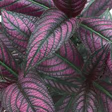 Strobilanthes dyerianus Persian Shield Live Plant - 4" Tall, Heat & Drought Tolerant