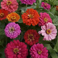 California Giants Mix Zinnia (Zinnia elegans) - Easy Annual, 30-40 in Tall, Vibrant Mix