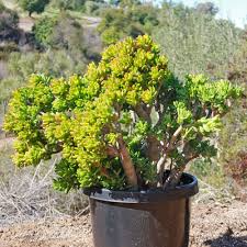 Crassula Ovata 'Gollum Jade' Bare Root 2-4" Plant | Drought-Tolerant Succulent