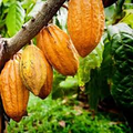 Cacao Starter Plant Seedling (Forastero) - Theobroma cacao, 2-3 ft Live Tropical Tree