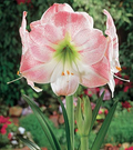 Amaryllis Apple Blossom Bulb - Pink & White Blooms, Award-Winning, 1 Starter Plant