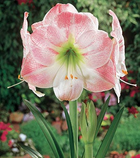 Amaryllis Apple Blossom Bulb - Pink & White Blooms, Award-Winning, 1 Starter Plant