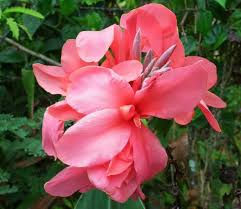 Canna Lily Pink Magic Bulb - Dwarf Tropical Plant, Deep Pink Blooms, Moist Soil, Full Sun