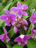 Spathoglottis plicata Ground Orchid - Purple Yellow Live Plant in 4 inch Pot