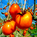 Japanese Persimmon Seeds (Diospyros kaki) - 10 Seeds for Hardy Fruit Tree