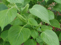 Green Shiso Seeds (Perilla frutescens) - 500 Non-GMO Seeds