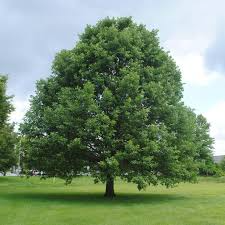 Swamp White Oak Tree (18-24) - Live Bare Root Starter Plant Quercus bicolor
