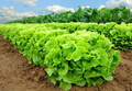 Buttercrunch Lettuce Seeds - AAS Winner, Heirloom, Non-GMO, Heat Tolerant