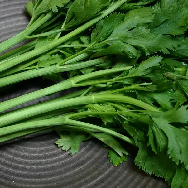 Conquistador Celery Seeds (Apium graveolens) - 100 Seeds, High-Yield, Crispy Stalks