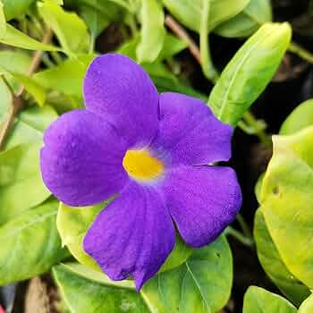 King's Mantle Cuttings (Thunbergia erecta) - 7 Unrooted 6" Live Cuttings - Purple Blooming Vine/ Shrub